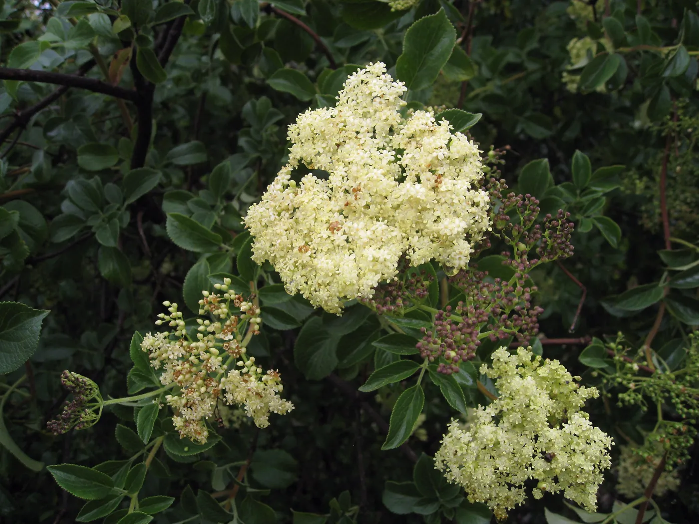 Elderberry on Porter trail