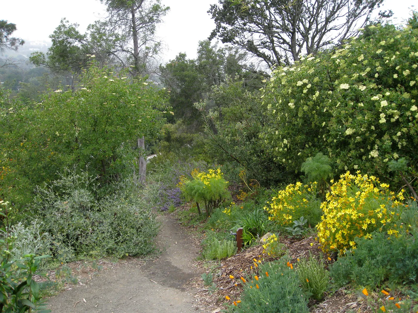Elderberry on Porter trail
