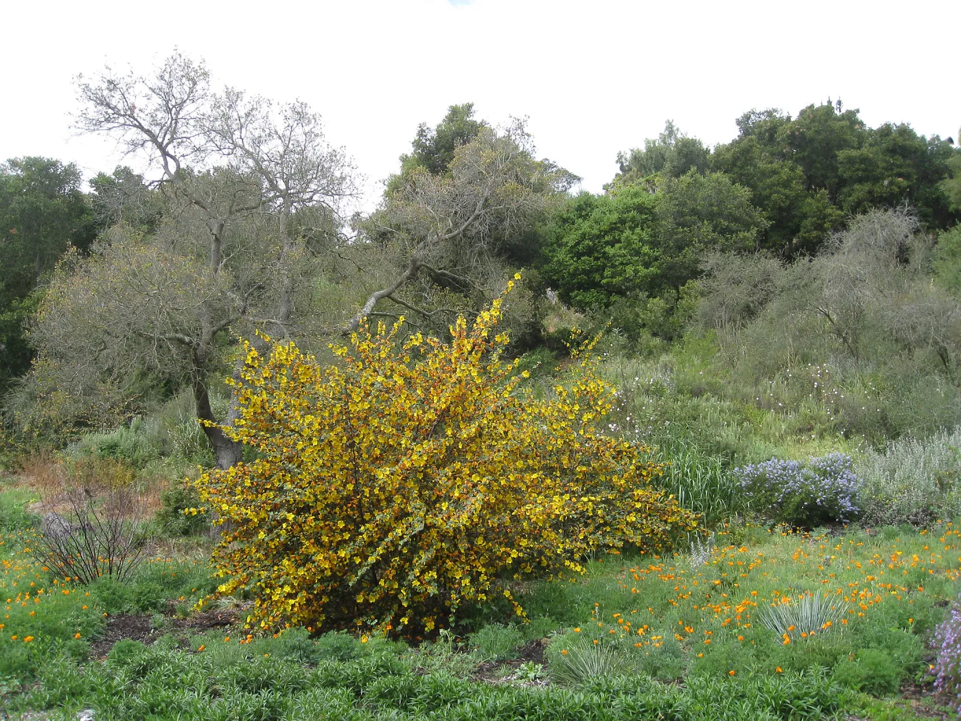 Fremontodendron at Tunnel Triangle