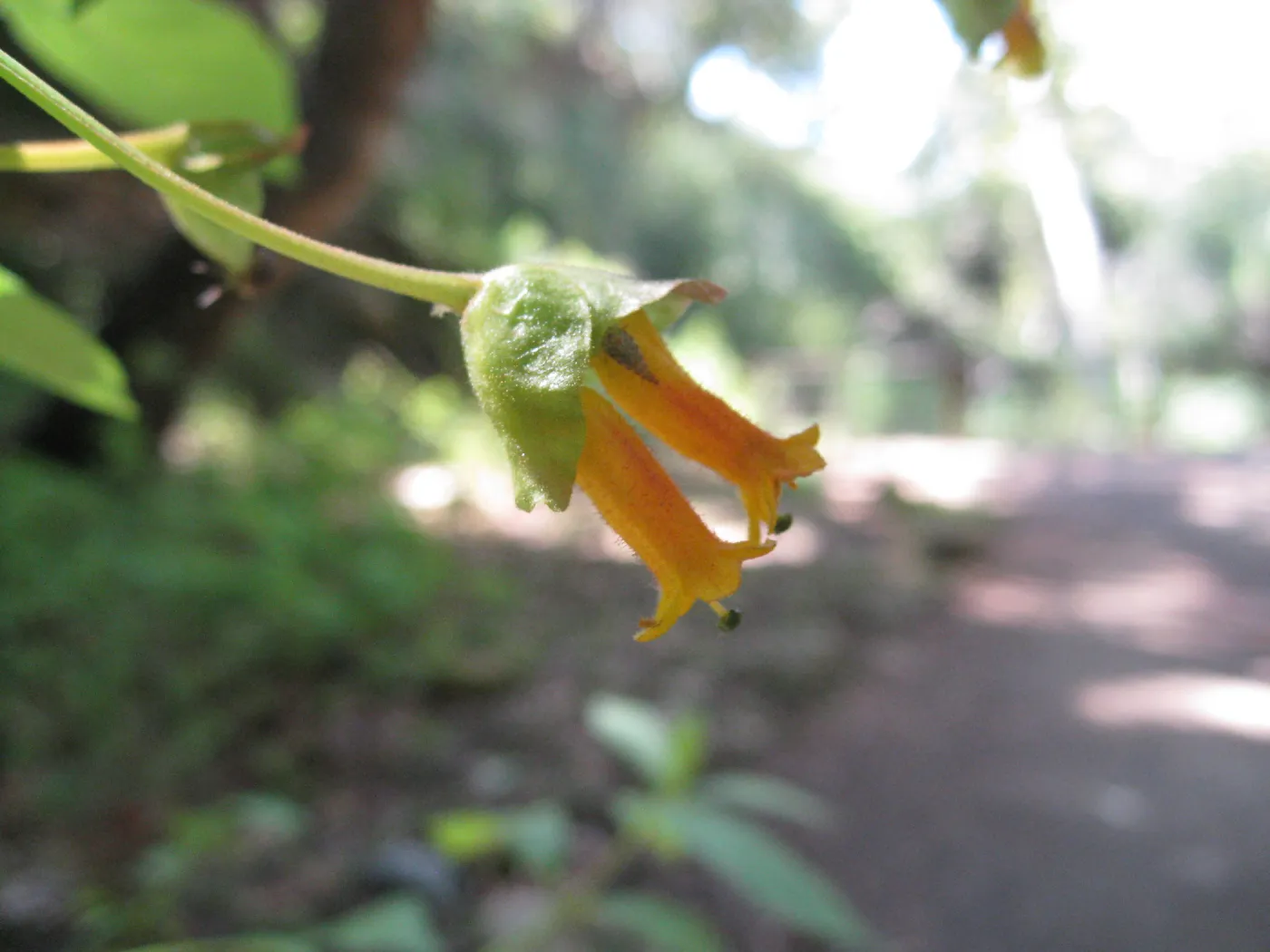 Twinberry, Lonicera involucrata in Redwood section