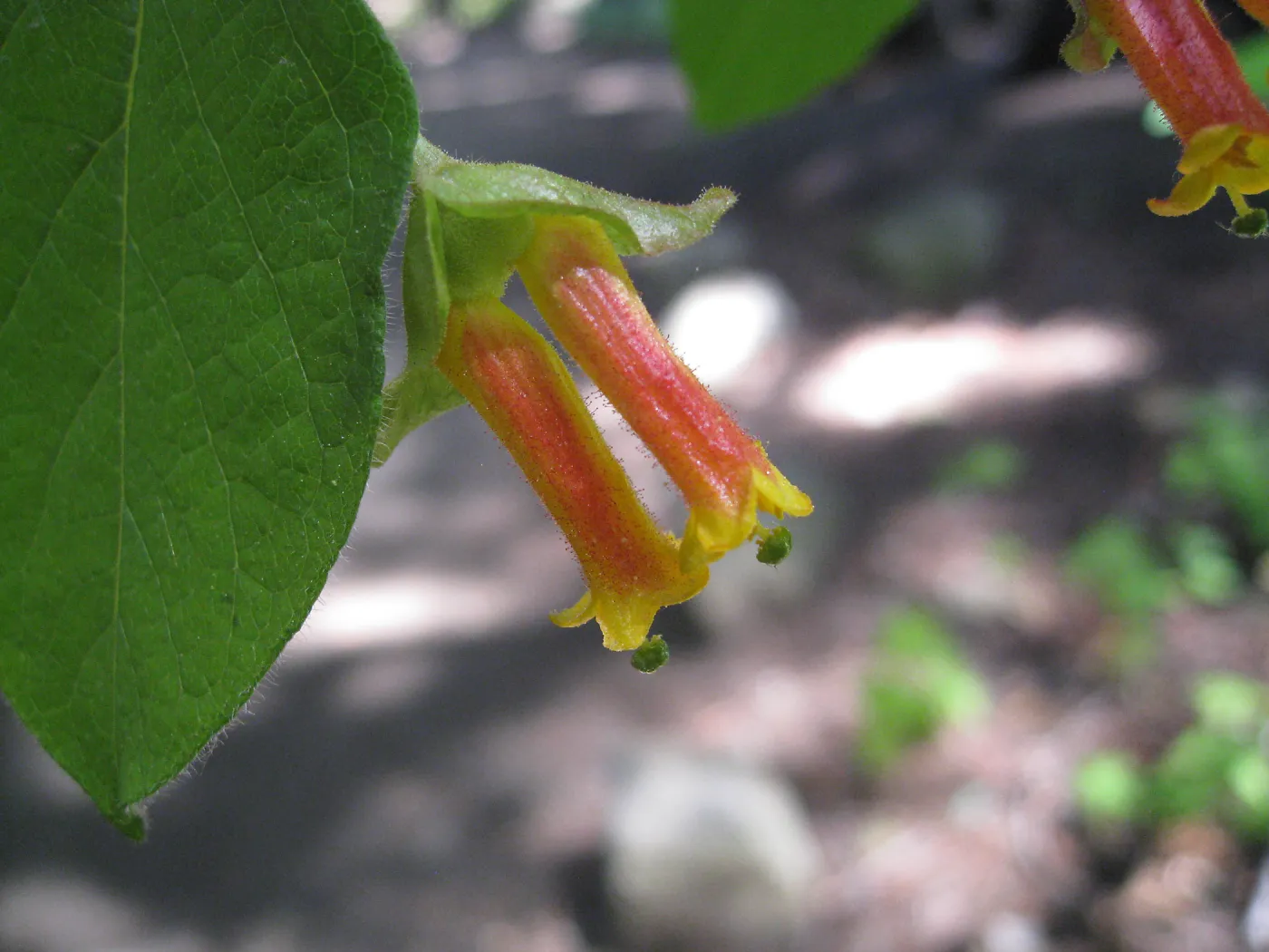 Twinberry, Lonicera involucrata in Redwood section