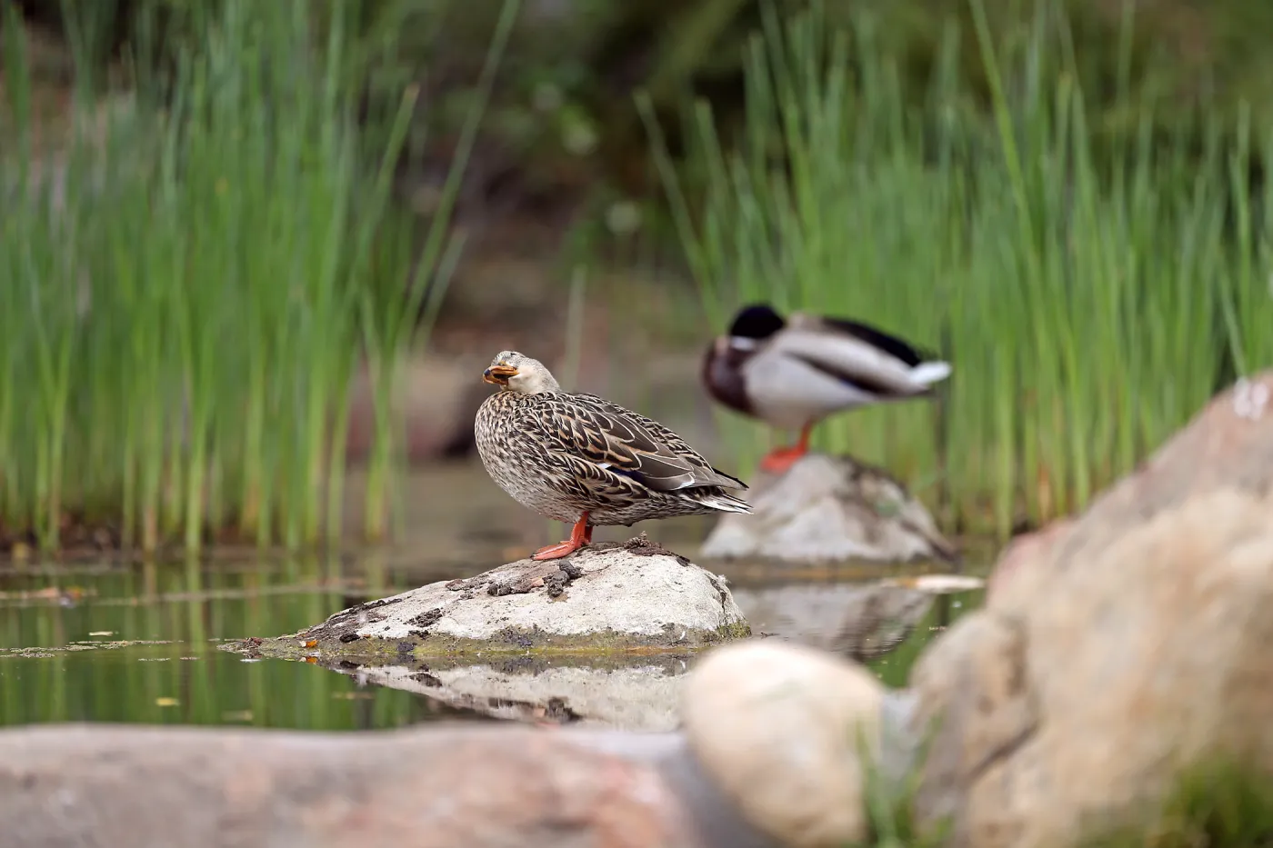 Ducks at pond