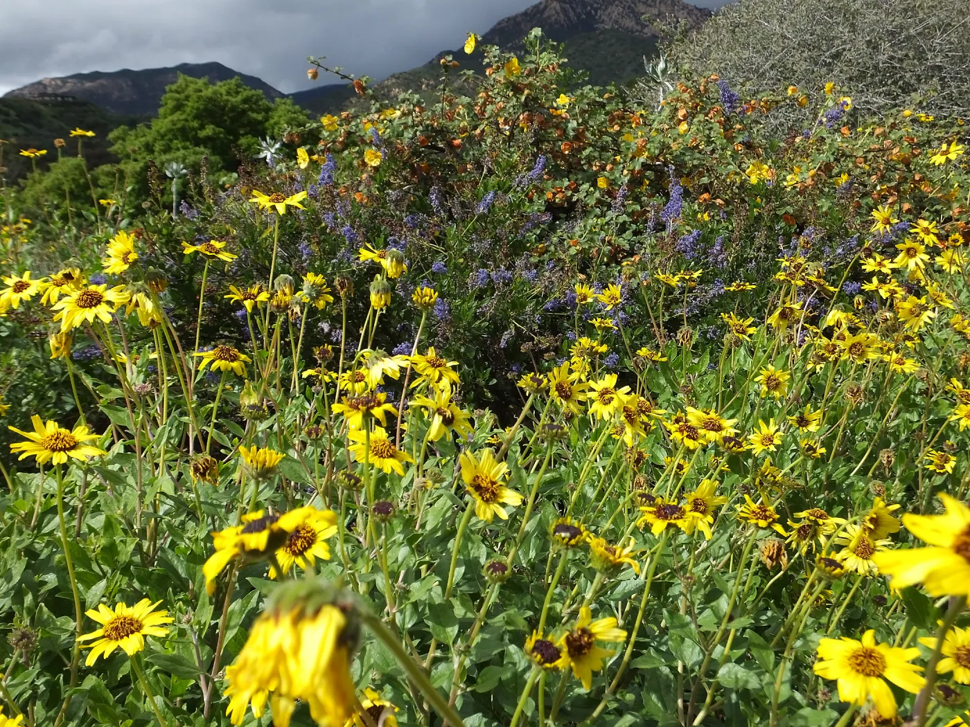 Wildflowers along Porter Trail