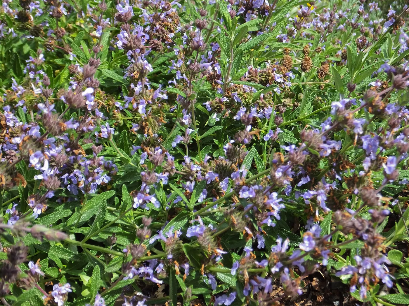 Porter Trail wildflowers