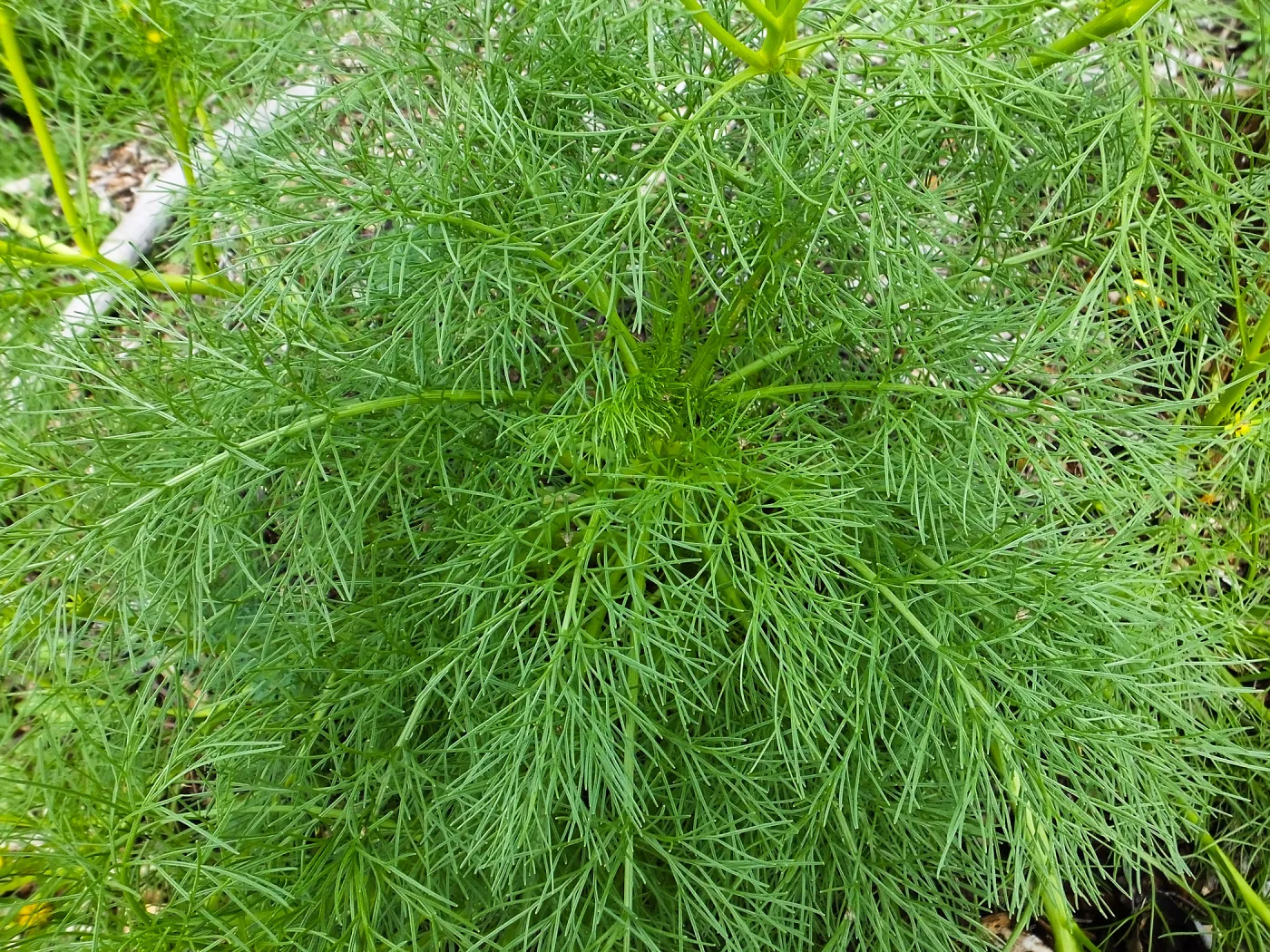 Coreopsis leaves along Porter Trail
