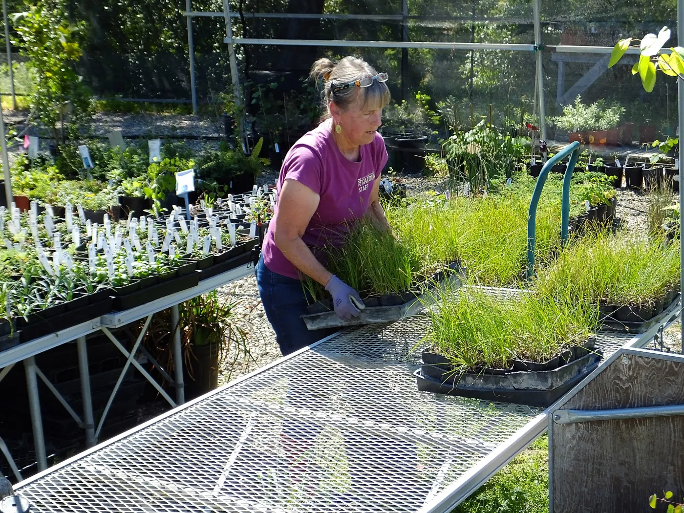 Spring Plant Sale 2015 plant delivery from Santa Barbara Natives