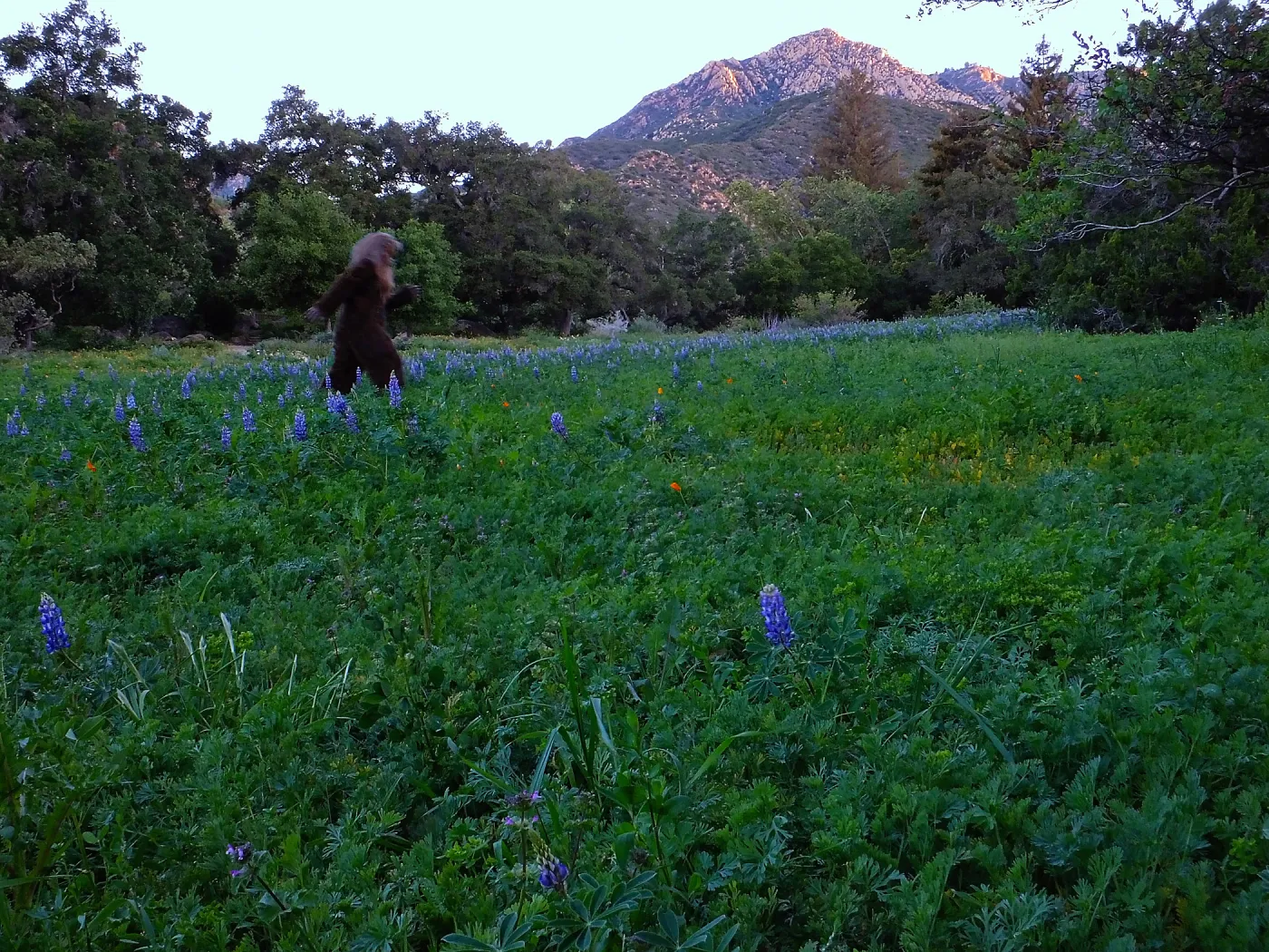 Lupines blooming in the Meadow, early morning