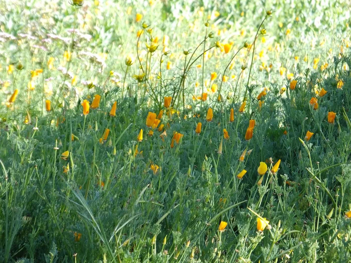 California Poppies
