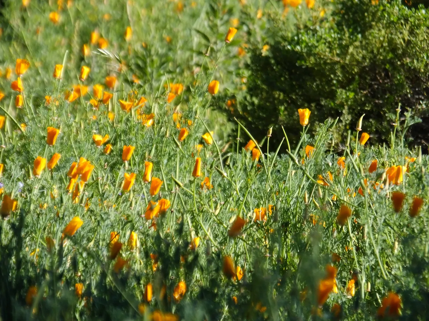 California Poppies