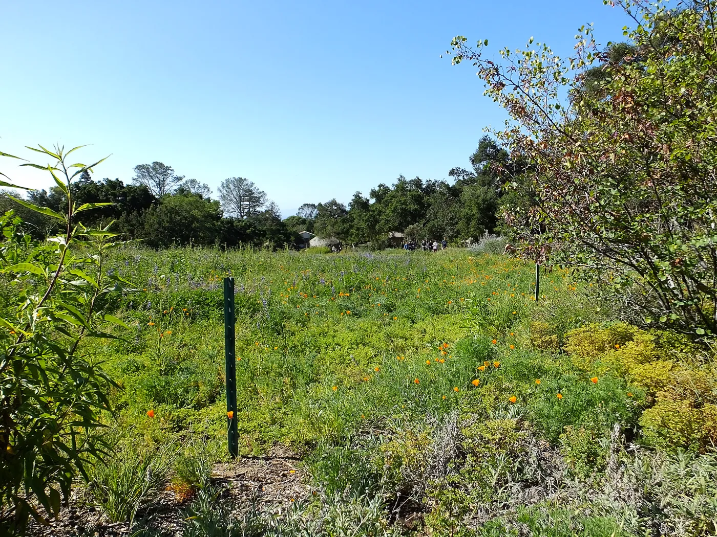 Meadow Wildflowers, City College Class