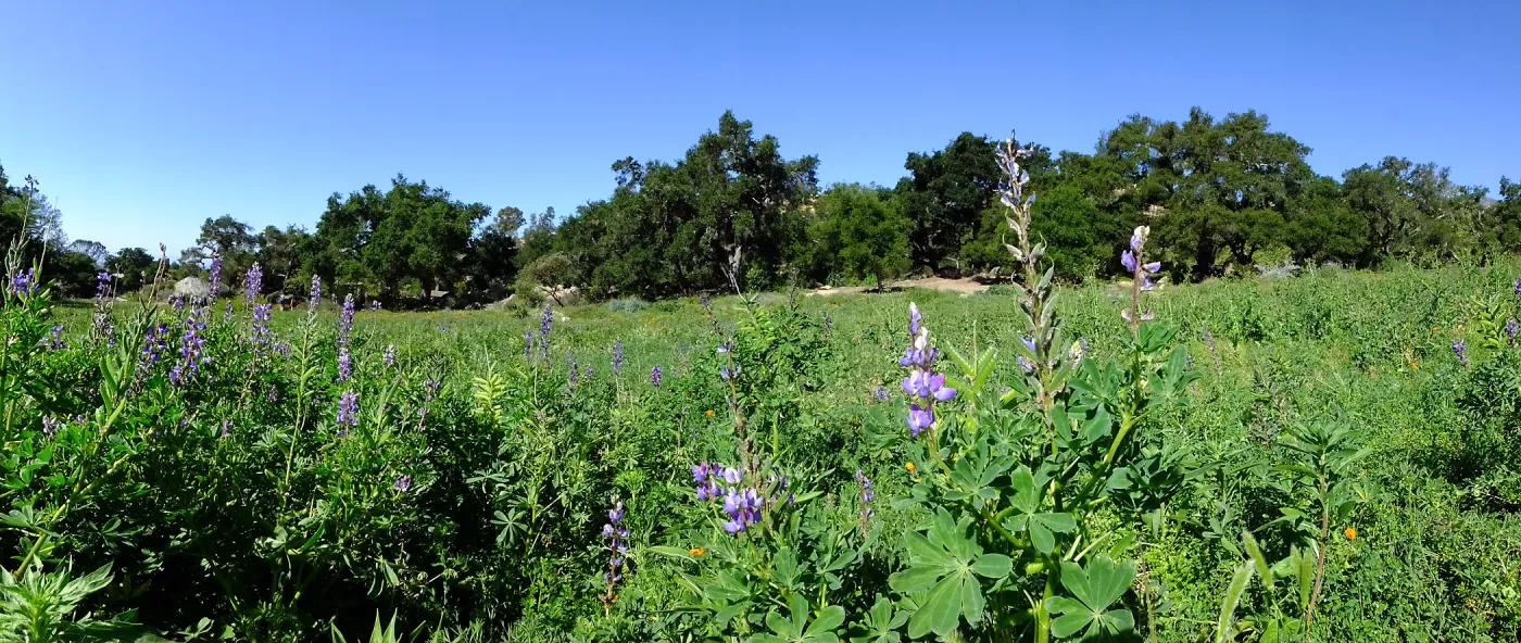 Meadow Wildflowers