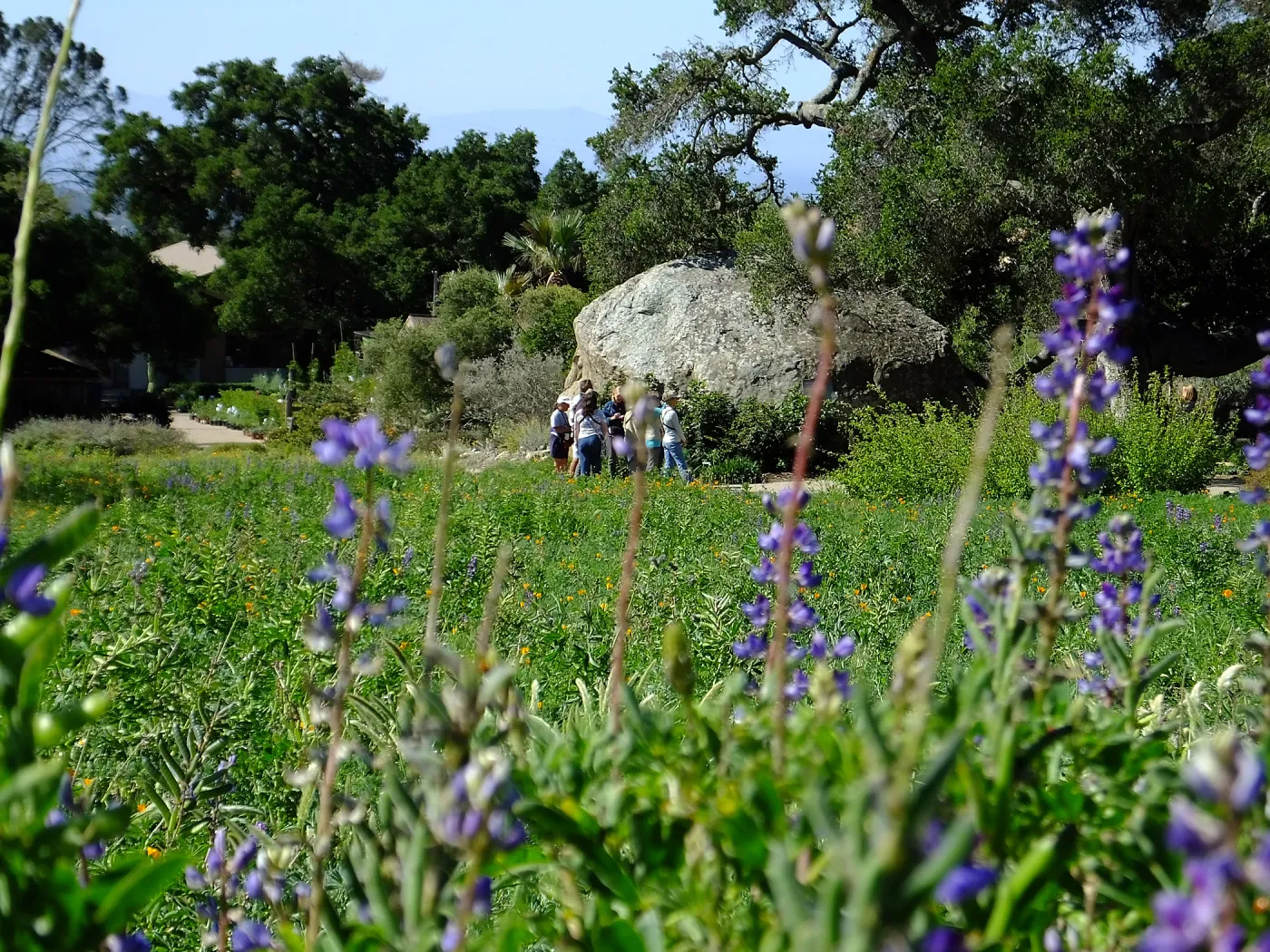 Meadow Wildflowers, Morning Bird Walk Group