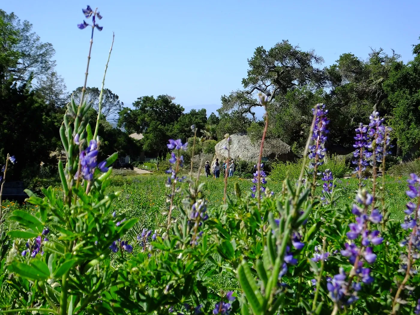 Meadow Wildflowers, Morning Bird Walk Group