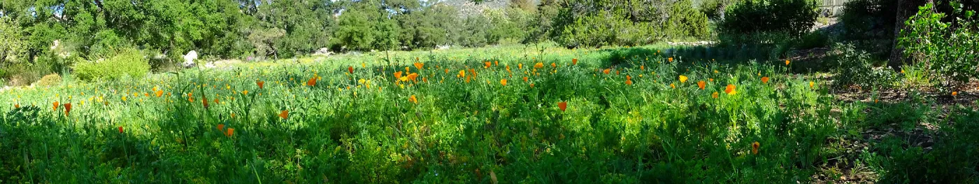 Meadow Wildflowers