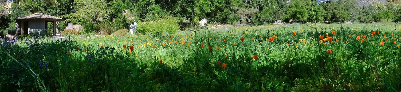 Meadow Wildflowers