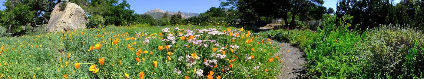 Ground Cover Display Wildflowers