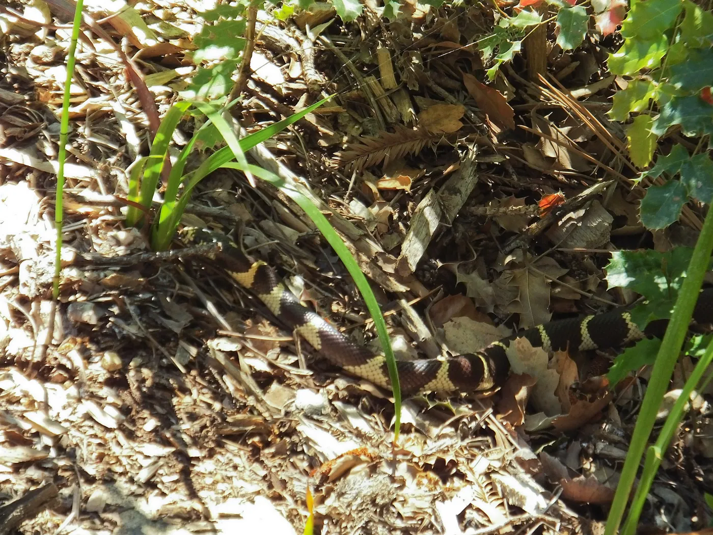 King Snake