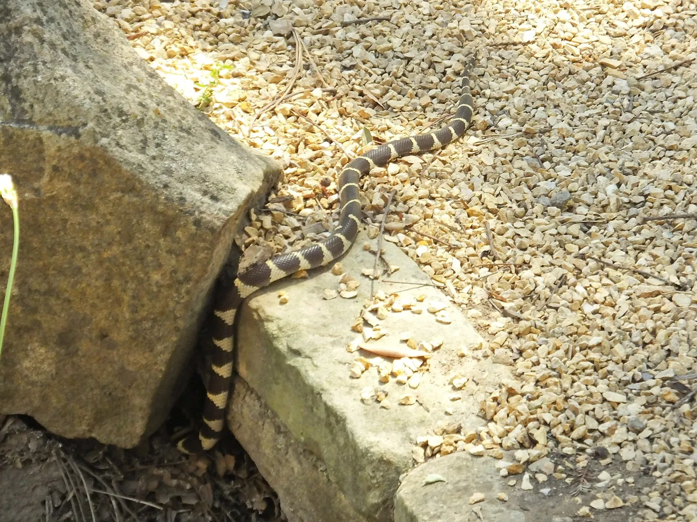 King Snake