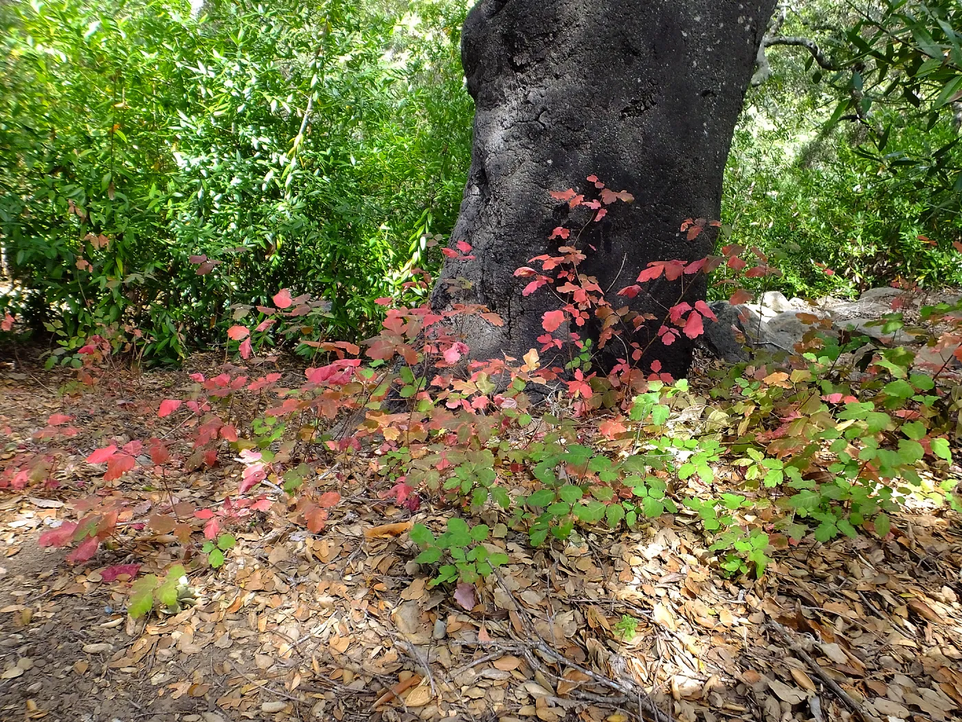 Poison oak