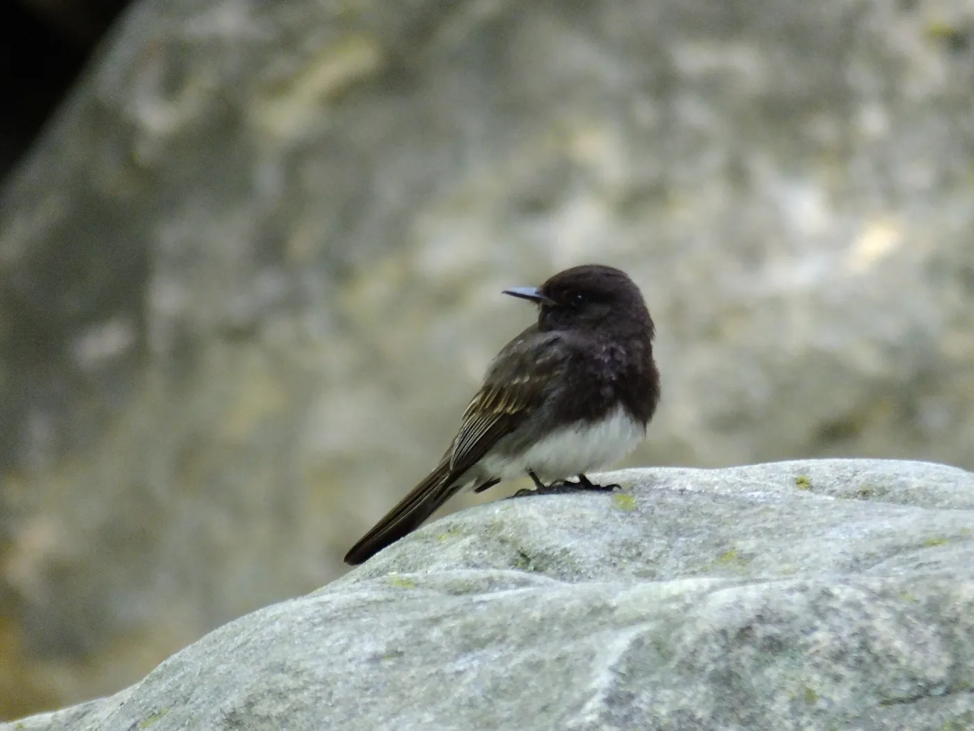 Black Phoebe in Canyon