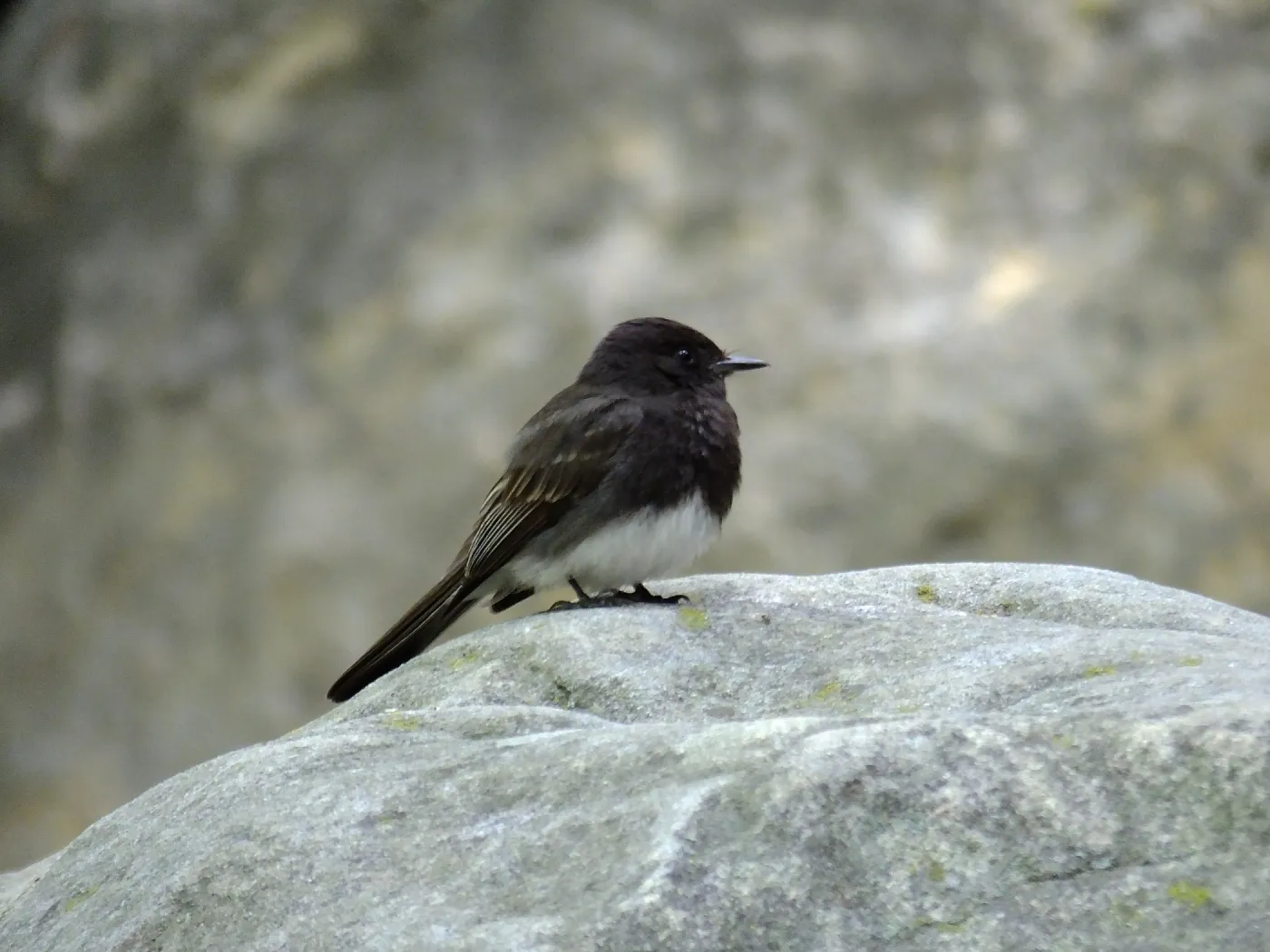 Black Phoebe in Canyon