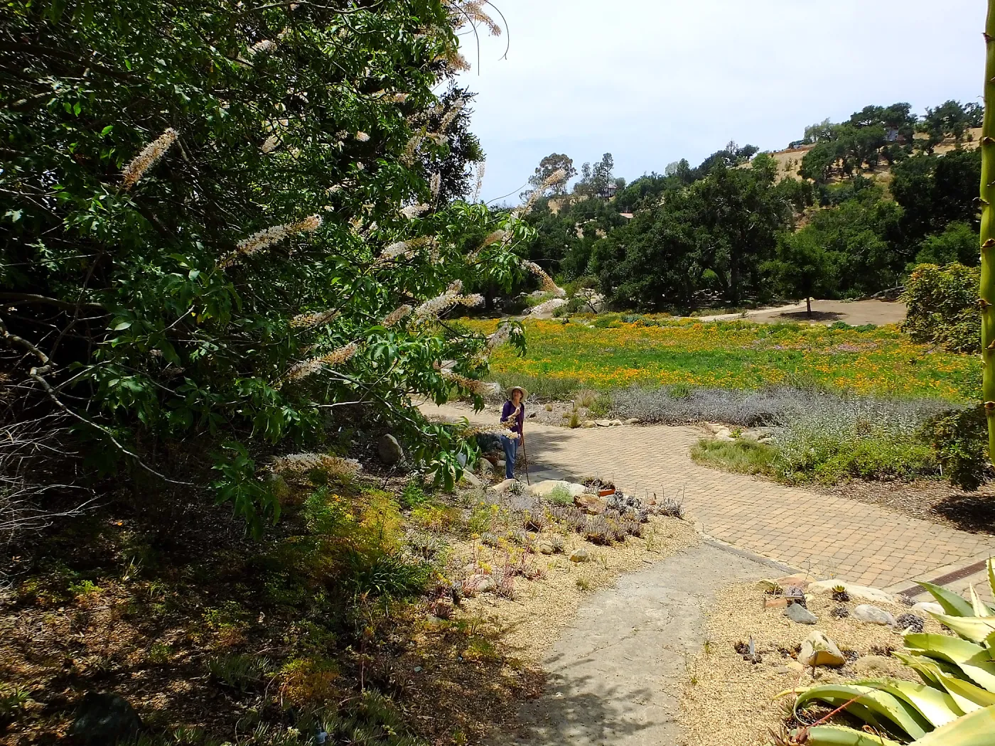California Buckeye and Meadow