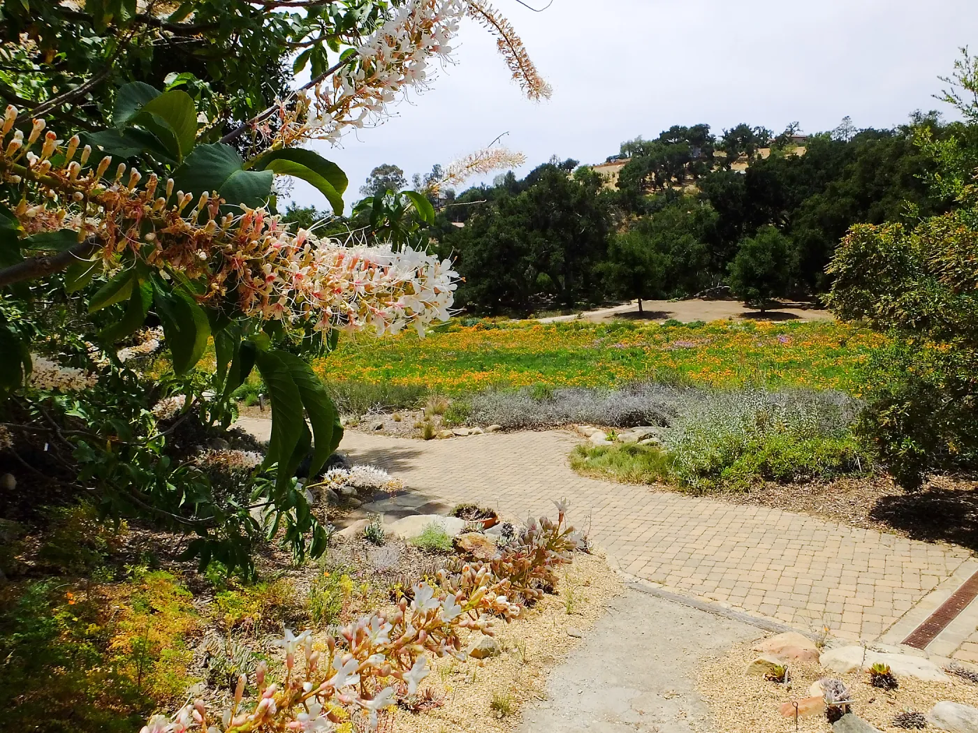 California Buckeye and Meadow