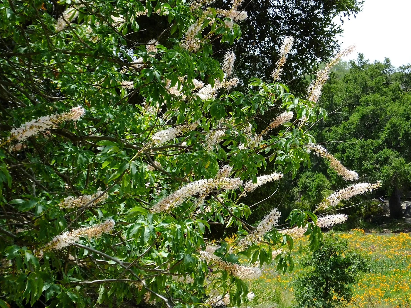 California Buckeye and Meadow