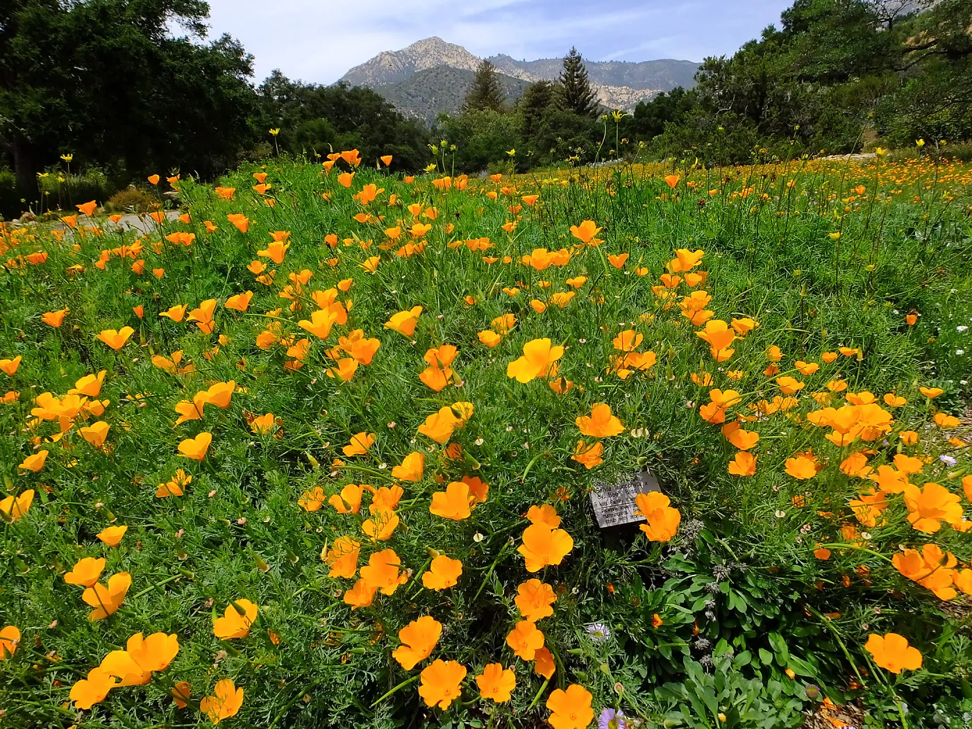 Meadow wildflower display