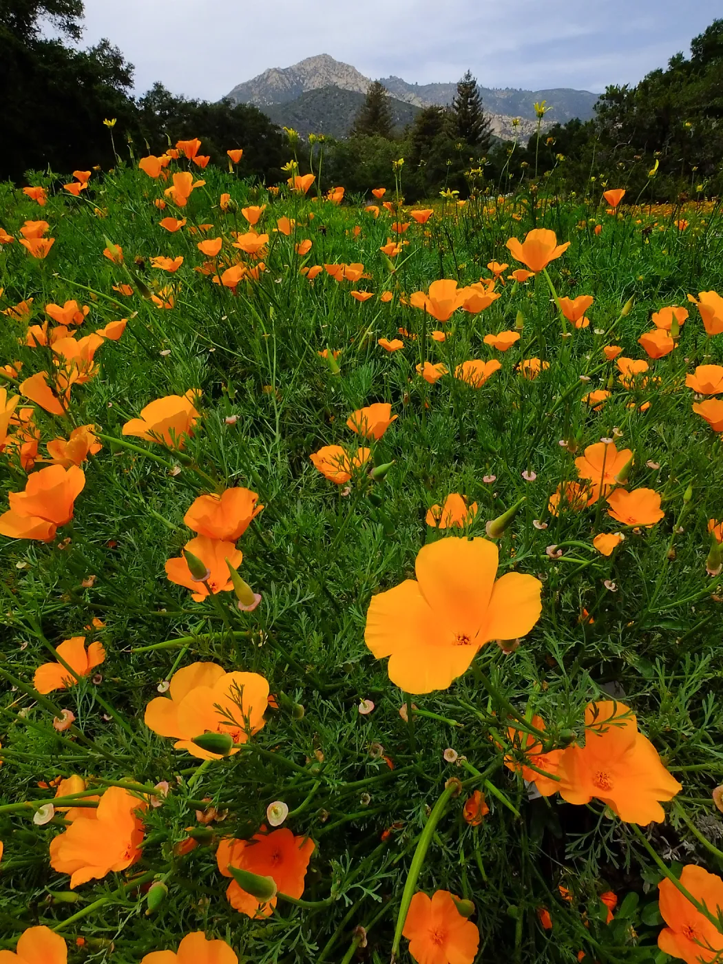 Meadow wildflower display