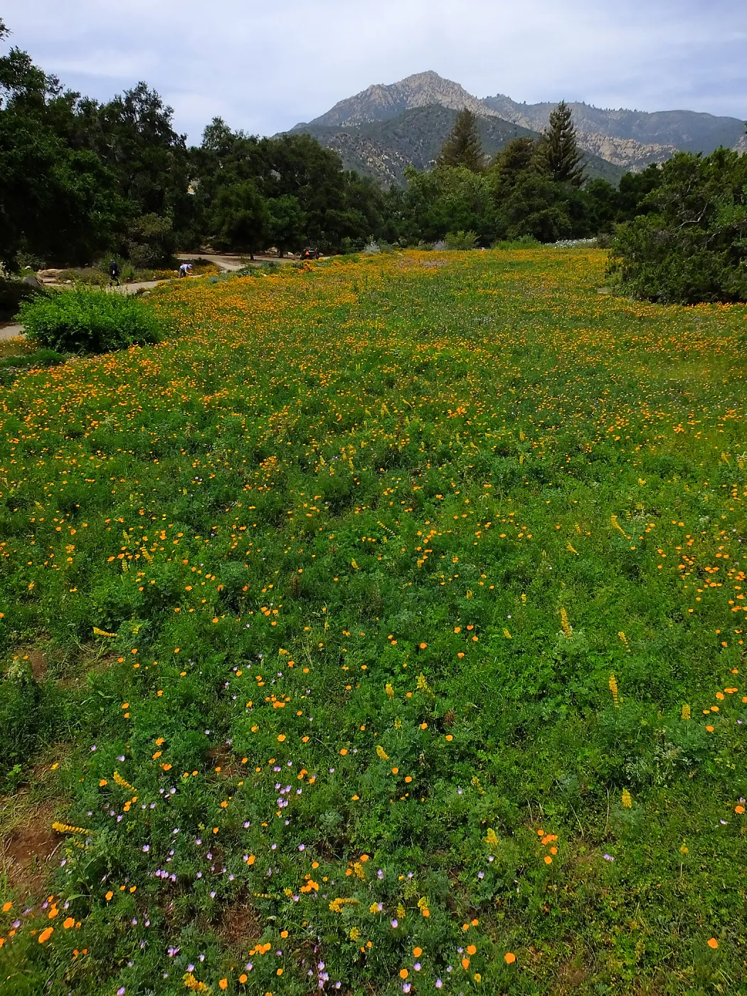 Meadow wildflower display