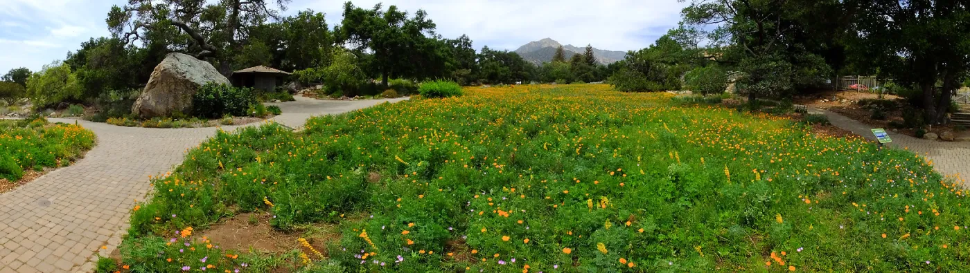 Meadow wildflower display panorama