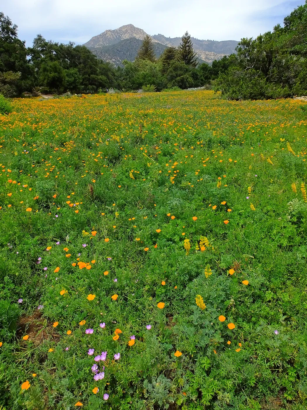 Meadow wildflower display
