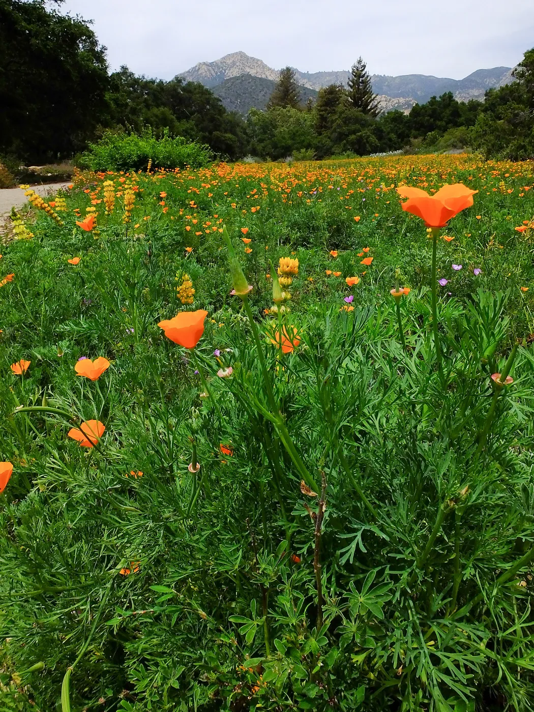 Meadow wildflower display