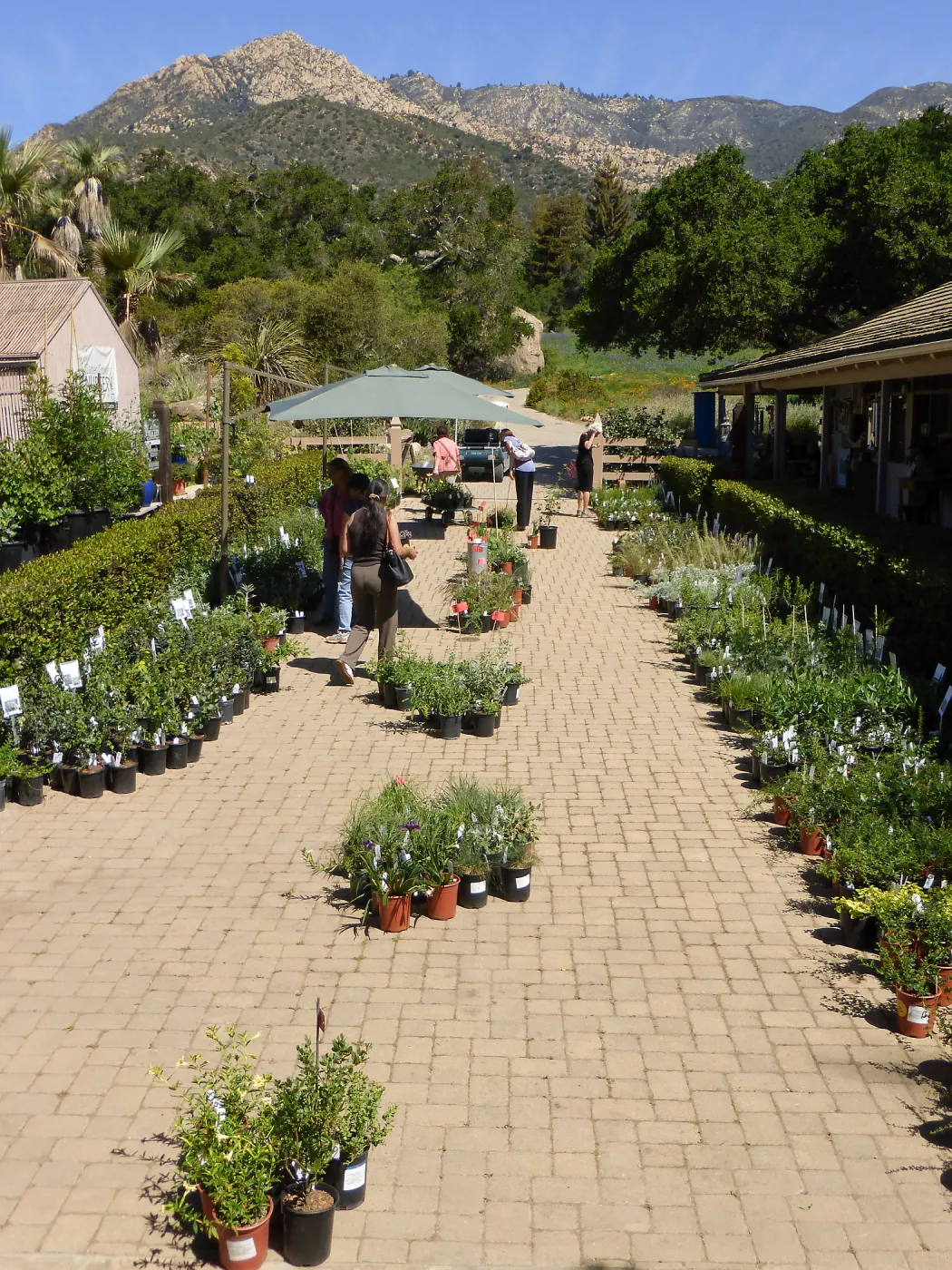 Spring Plant Sale 2015