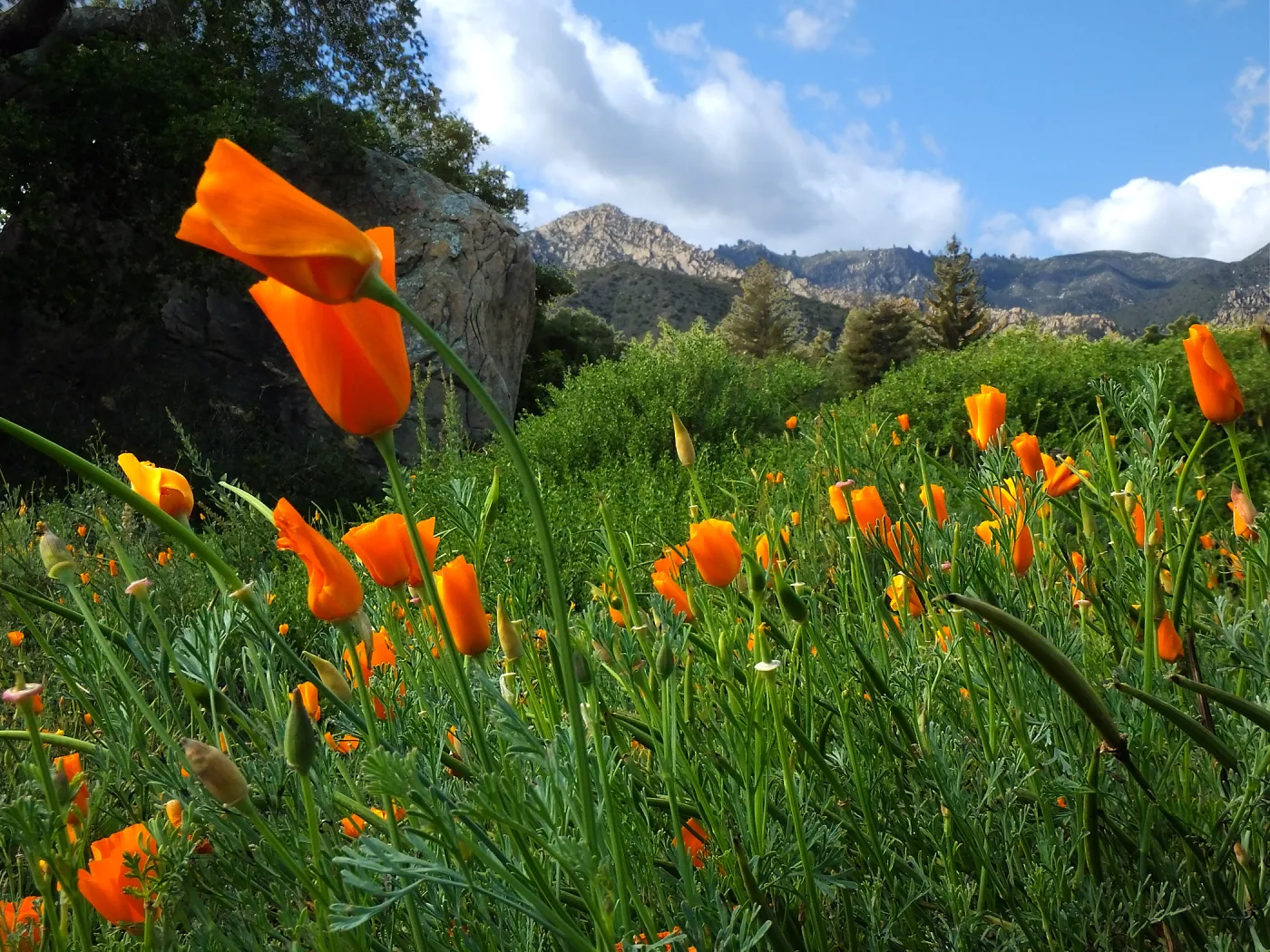 California Poppies in the Groundcover Section