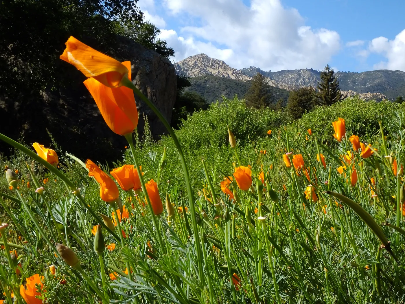 California Poppies in the Groundcover Section