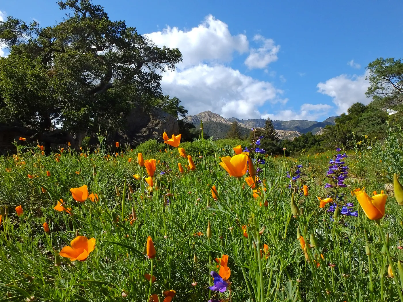 California Poppies in the Groundcover Section