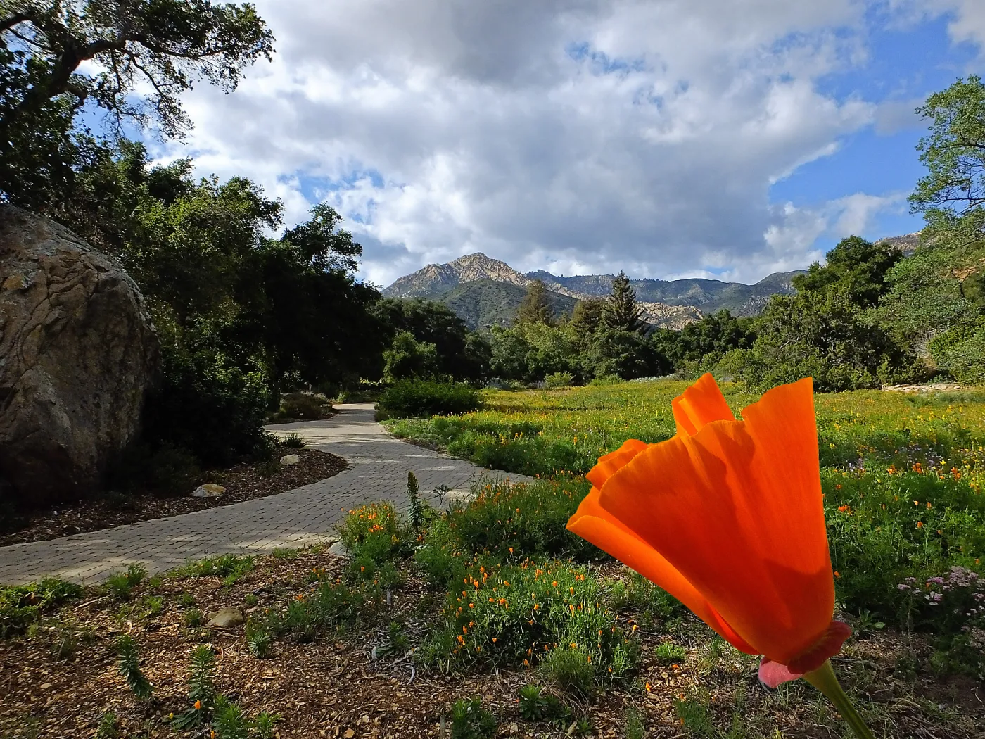 Composite image of Meadow and California Poppy close-up