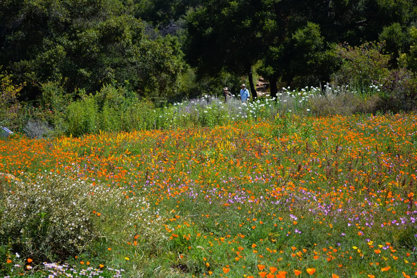 Seniors Free Day visitors at lower Meadow near Blaksley Boulder