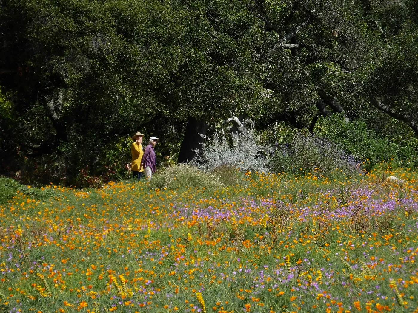 Seniors Free Day visitors at upper Meadow
