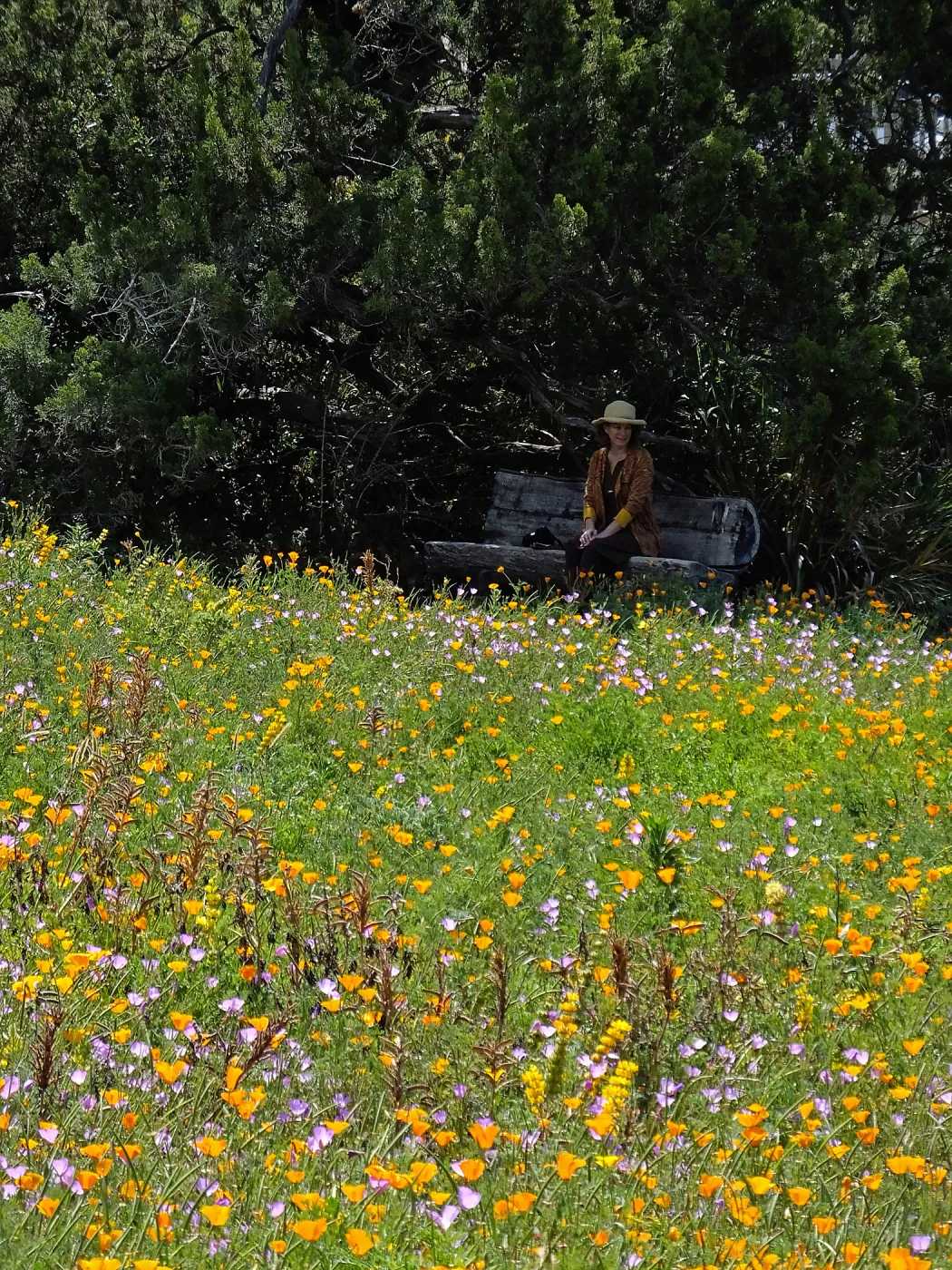 Visitor admiring Meadow from Thomas Holton Bench