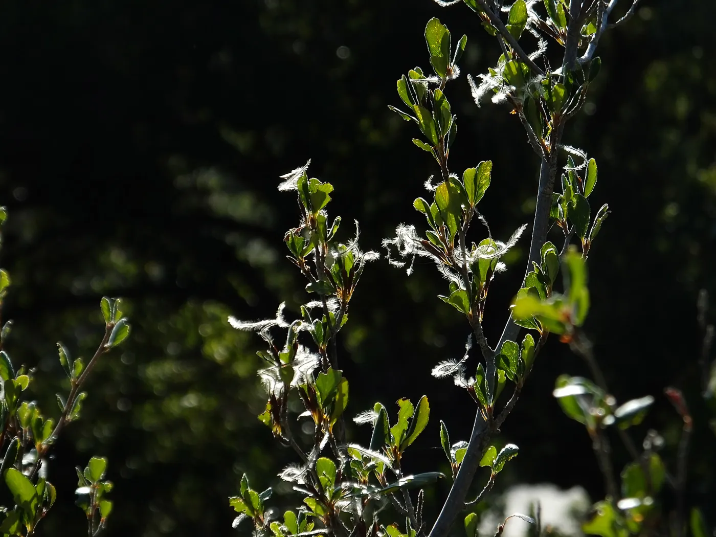 Mountain Mahogany at start of Porter Trail