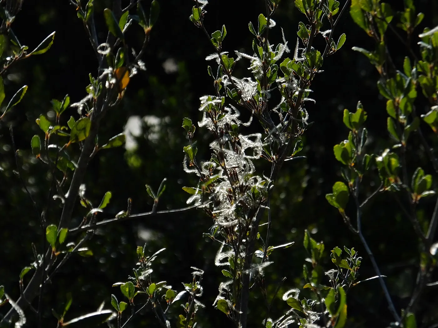 Mountain Mahogany at start of Porter Trail