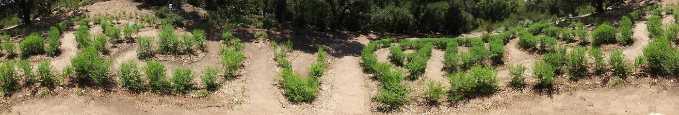Centennial Maze
