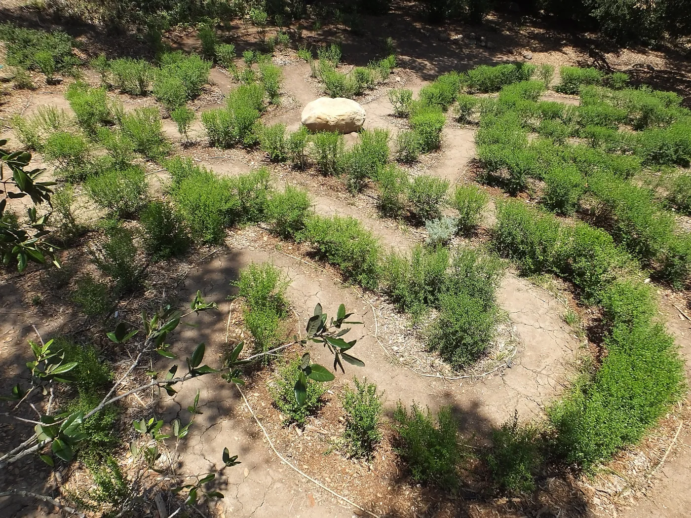 Centennial Maze