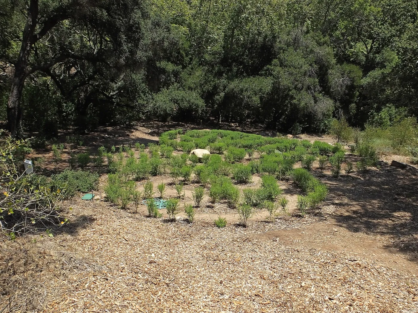 Centennial Maze