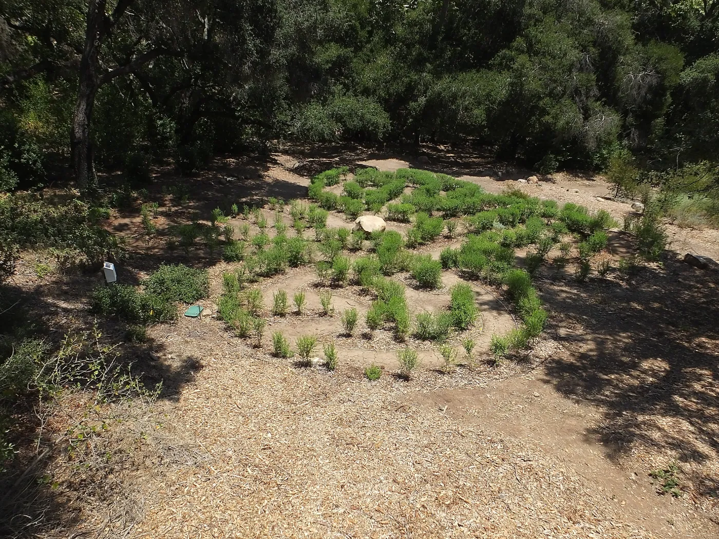 Centennial Maze