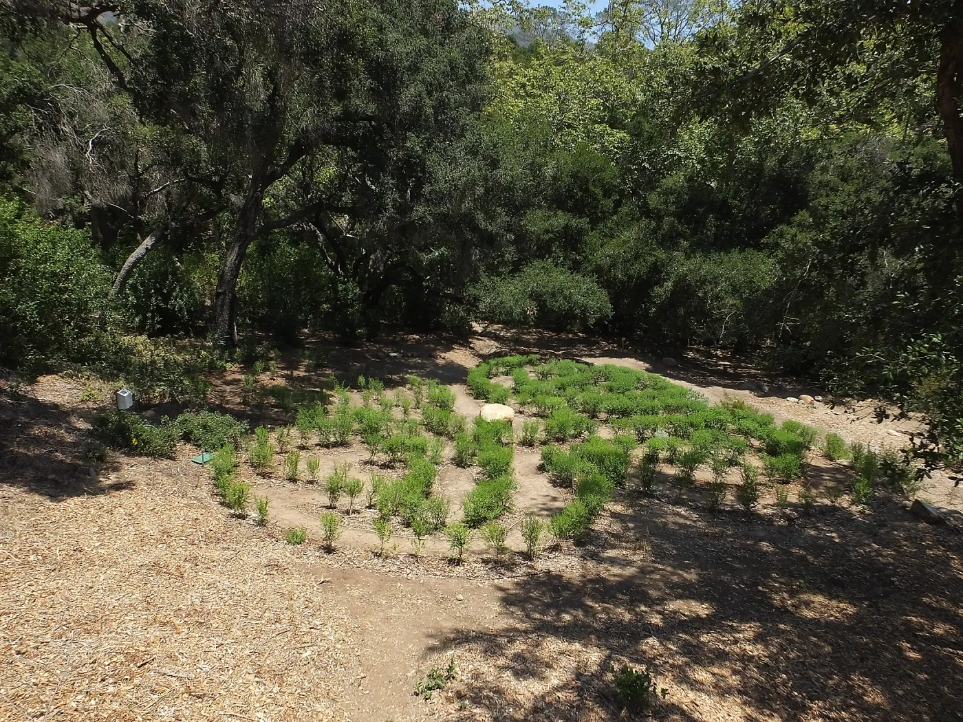 Centennial Maze