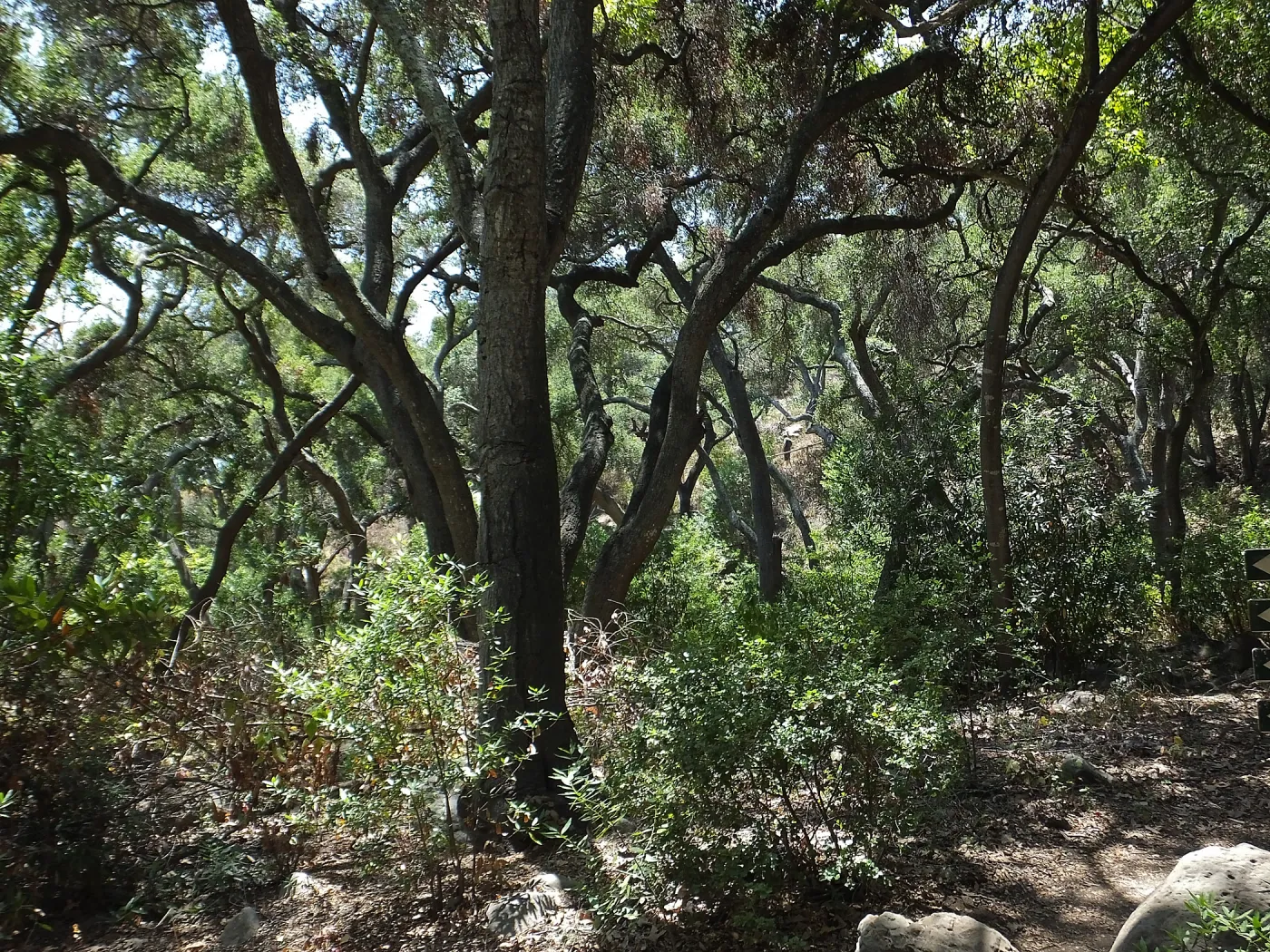 Woodland view towards Easton-Aqueduct Trail from Canyon Trail
